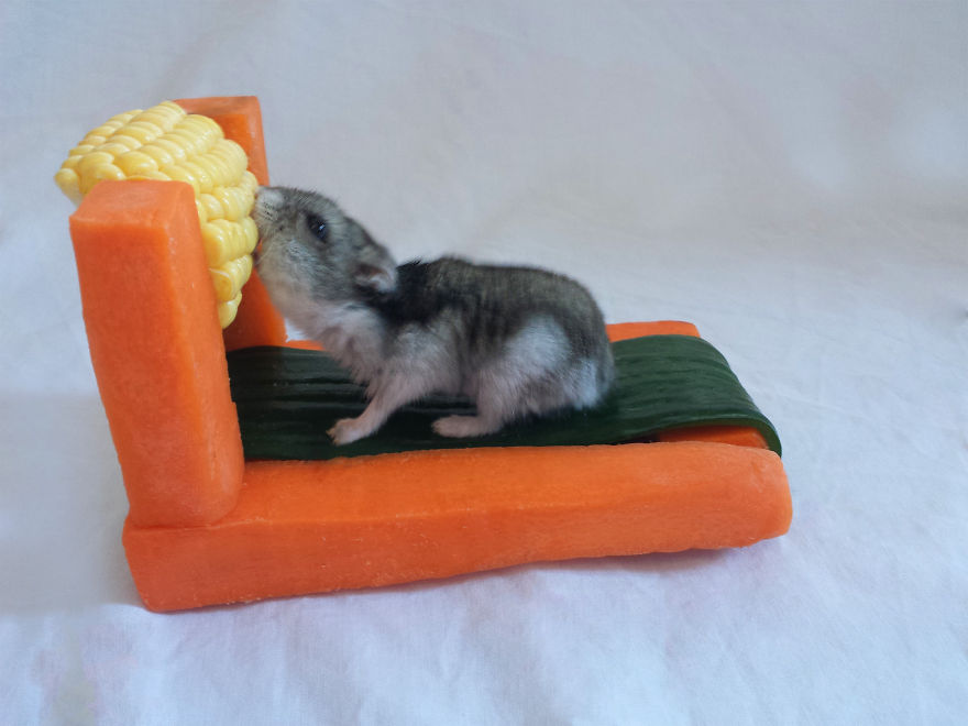 We Made A Tiny Vegetable Gym For Hamsters Who Hate Exercise We Made A Tiny Vegetable Gym For Hamsters Who Hate Exercise