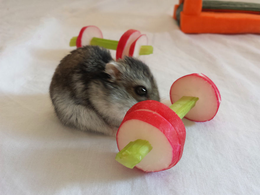 We Made A Tiny Vegetable Gym For Hamsters Who Hate Exercise We Made A Tiny Vegetable Gym For Hamsters Who Hate Exercise
