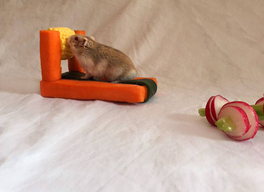 We Made A Tiny Vegetable Gym For Hamsters Who Hate Exercise We Made A Tiny Vegetable Gym For Hamsters Who Hate Exercise