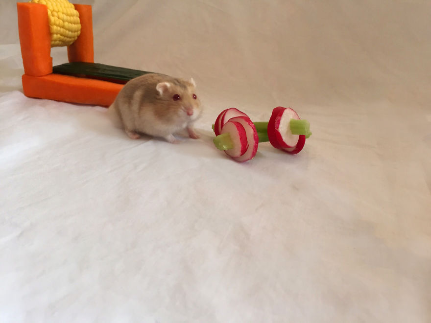 We Made A Tiny Vegetable Gym For Hamsters Who Hate Exercise We Made A Tiny Vegetable Gym For Hamsters Who Hate Exercise