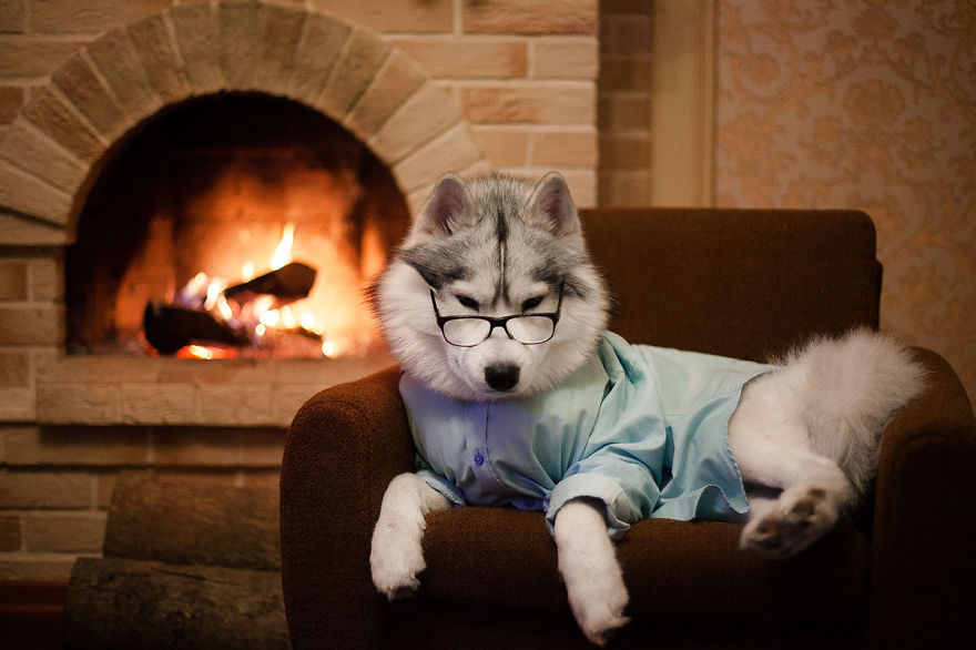 My Huskies Have Mastered The Art Of Dressing Up My Huskies Have Mastered The Art Of Dressing Up
