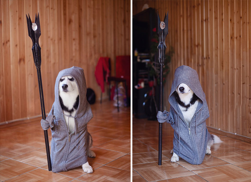 My Huskies Have Mastered The Art Of Dressing Up My Huskies Have Mastered The Art Of Dressing Up
