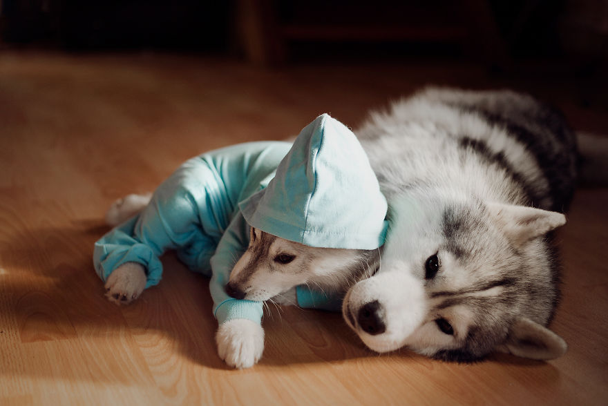 My Huskies Have Mastered The Art Of Dressing Up My Huskies Have Mastered The Art Of Dressing Up