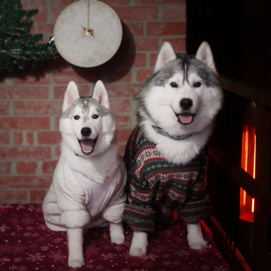 My Huskies Have Mastered The Art Of Dressing Up My Huskies Have Mastered The Art Of Dressing Up