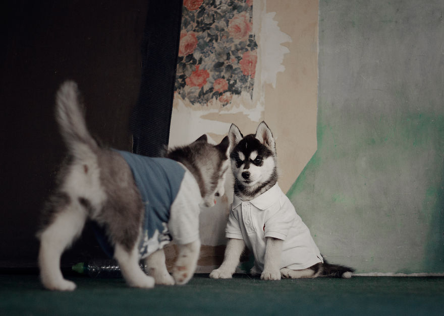My Huskies Have Mastered The Art Of Dressing Up My Huskies Have Mastered The Art Of Dressing Up