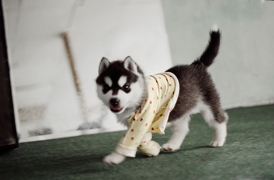 My Huskies Have Mastered The Art Of Dressing Up My Huskies Have Mastered The Art Of Dressing Up