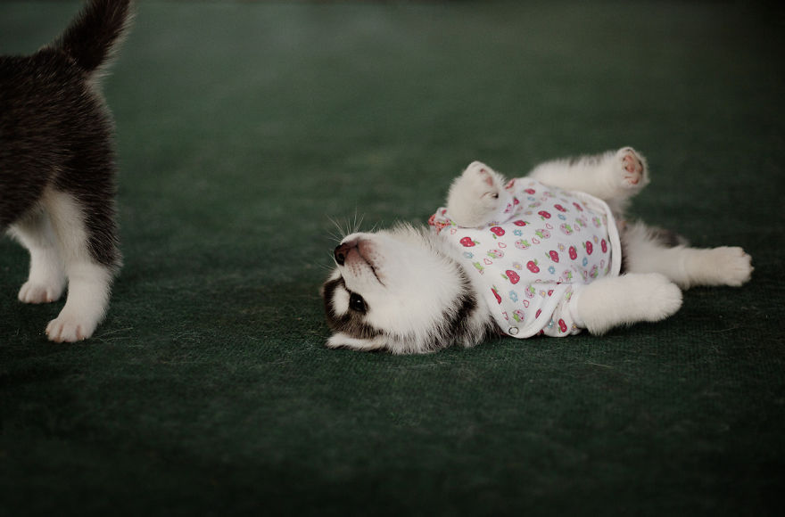 My Huskies Have Mastered The Art Of Dressing Up My Huskies Have Mastered The Art Of Dressing Up