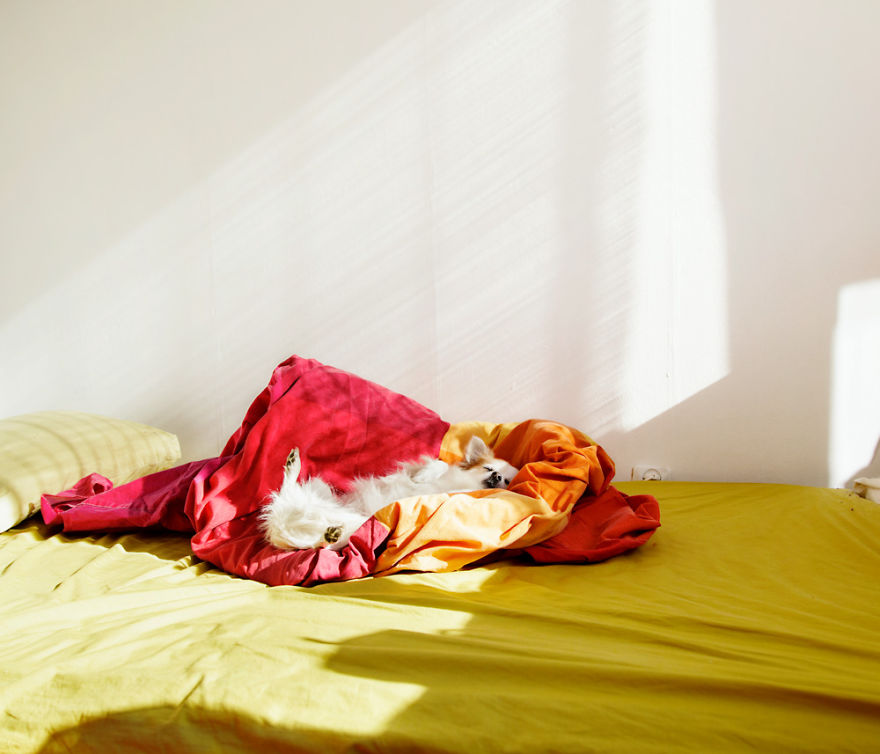 I Photograph Dogs As If They Were Home Owners I Photograph Dogs As If They Were Home Owners