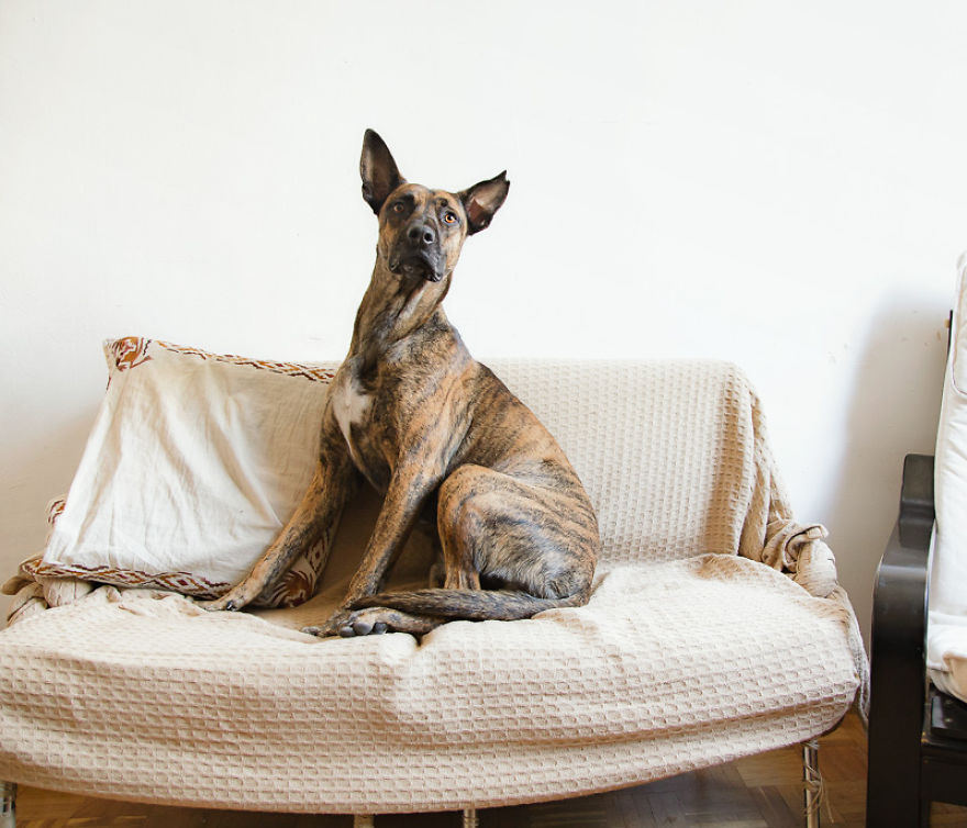I Photograph Dogs As If They Were Home Owners I Photograph Dogs As If They Were Home Owners
