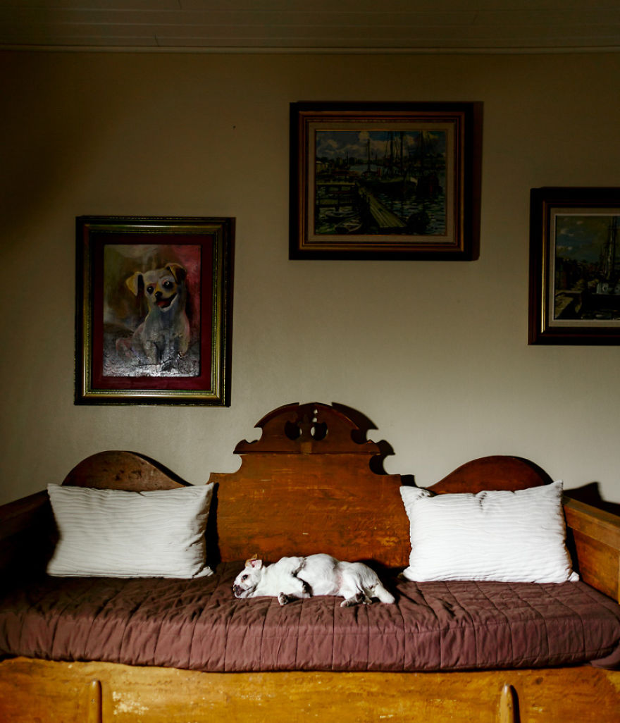 I Photograph Dogs As If They Were Home Owners I Photograph Dogs As If They Were Home Owners