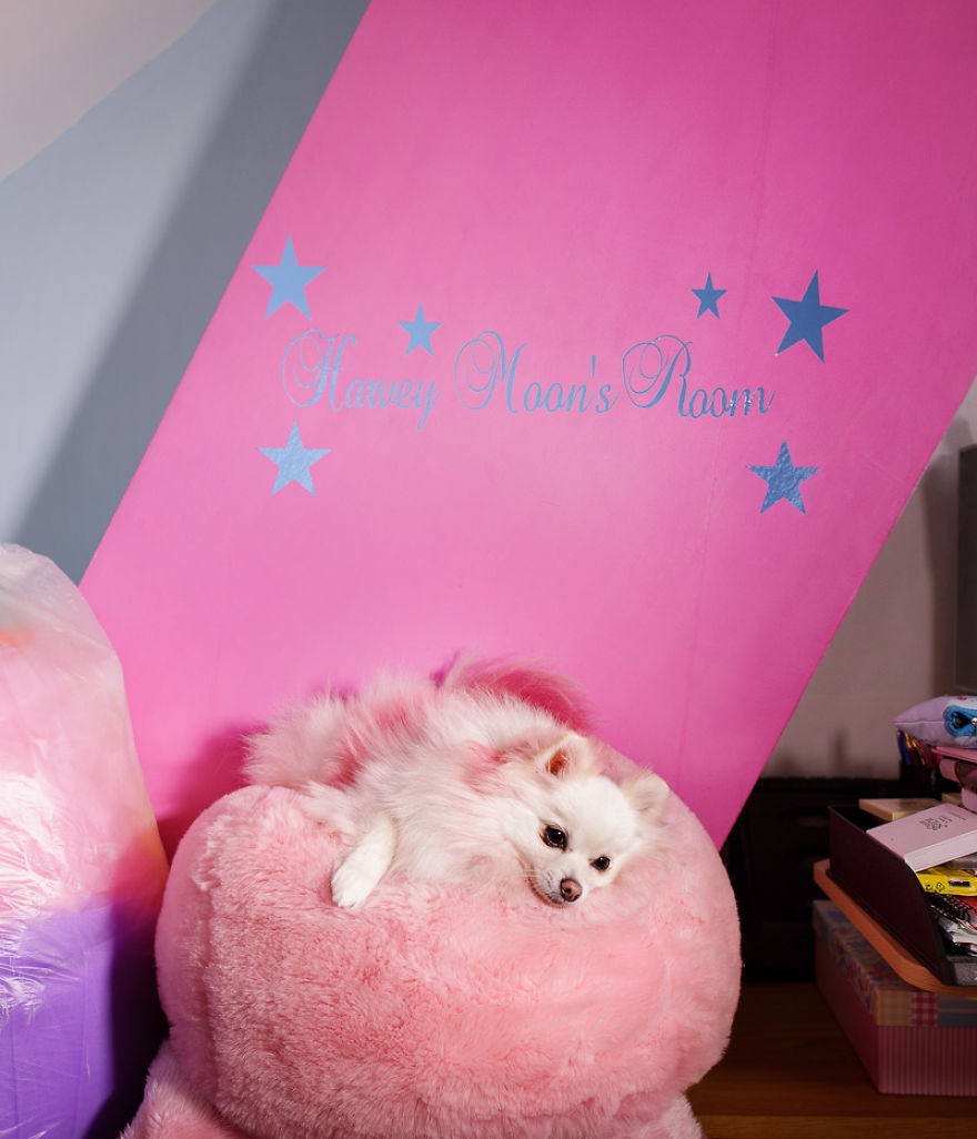 I Photograph Dogs As If They Were Home Owners I Photograph Dogs As If They Were Home Owners