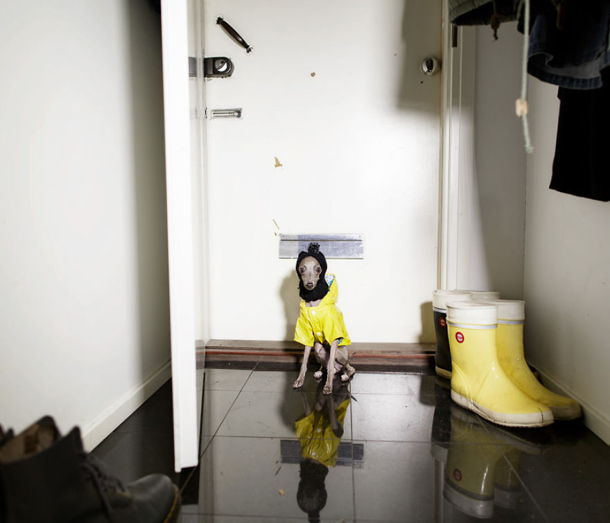 I Photograph Dogs As If They Were Home Owners I Photograph Dogs As If They Were Home Owners