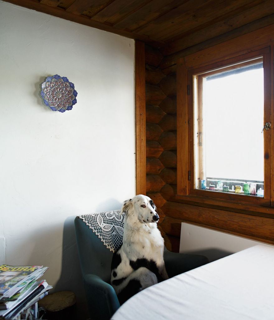 I Photograph Dogs As If They Were Home Owners I Photograph Dogs As If They Were Home Owners