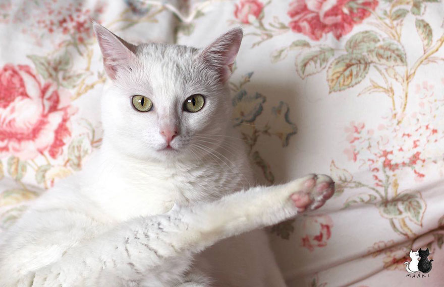 My Snow-White Cat Is My Favorite Model My Snow-White Cat Is My Favorite Model