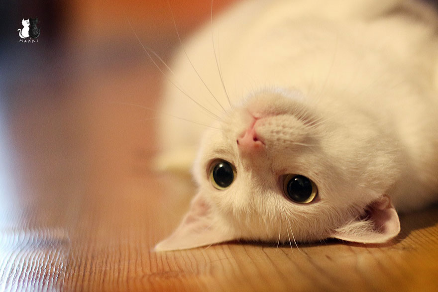 My Snow-White Cat Is My Favorite Model My Snow-White Cat Is My Favorite Model