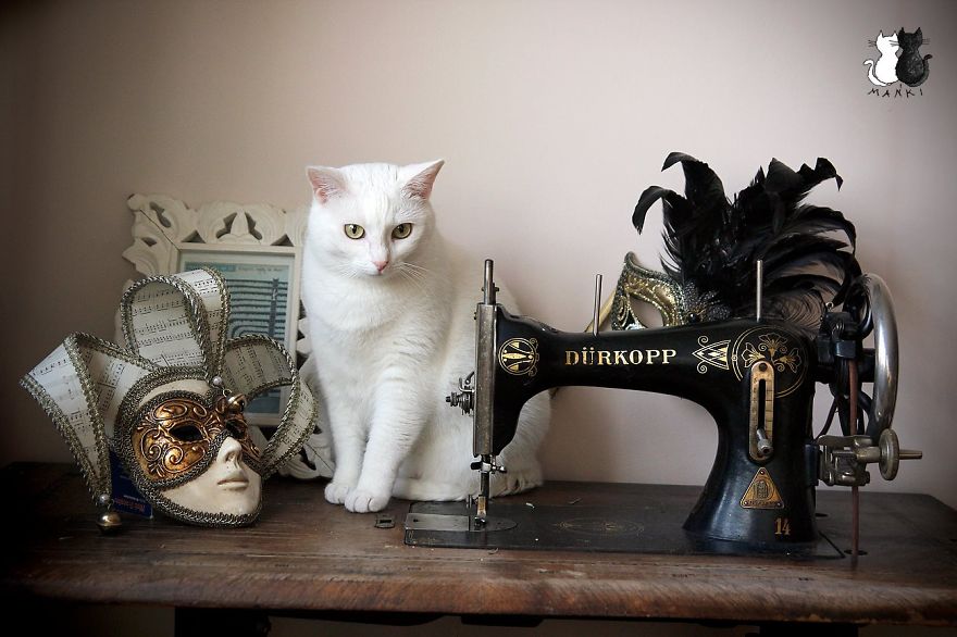 My Snow-White Cat Is My Favorite Model My Snow-White Cat Is My Favorite Model