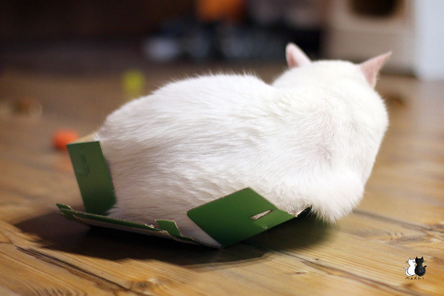 My Snow-White Cat Is My Favorite Model My Snow-White Cat Is My Favorite Model