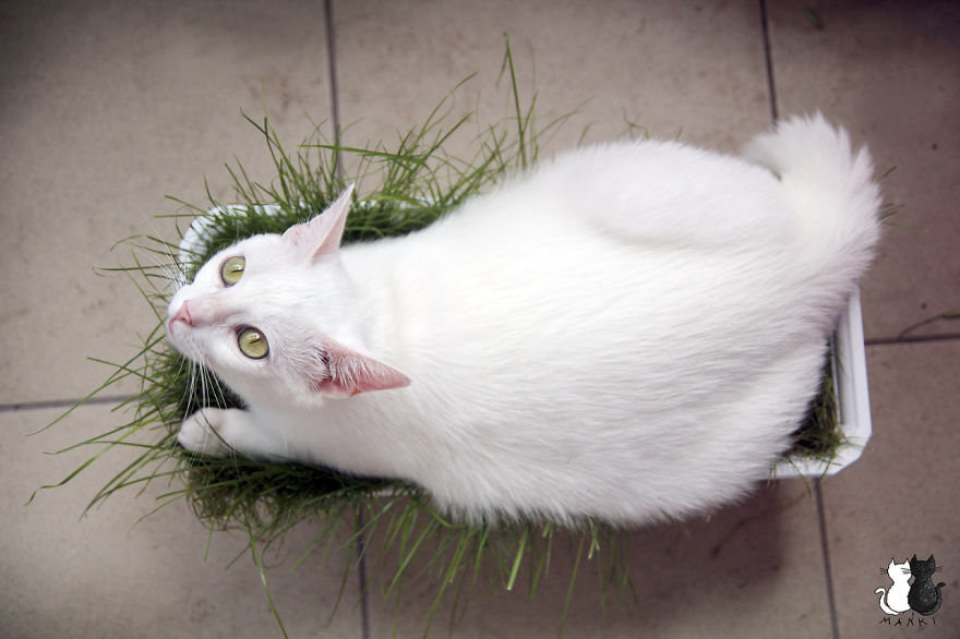 My Snow-White Cat Is My Favorite Model My Snow-White Cat Is My Favorite Model