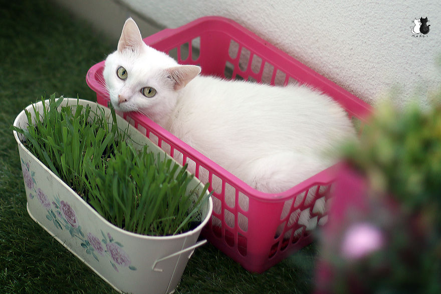 My Snow-White Cat Is My Favorite Model My Snow-White Cat Is My Favorite Model