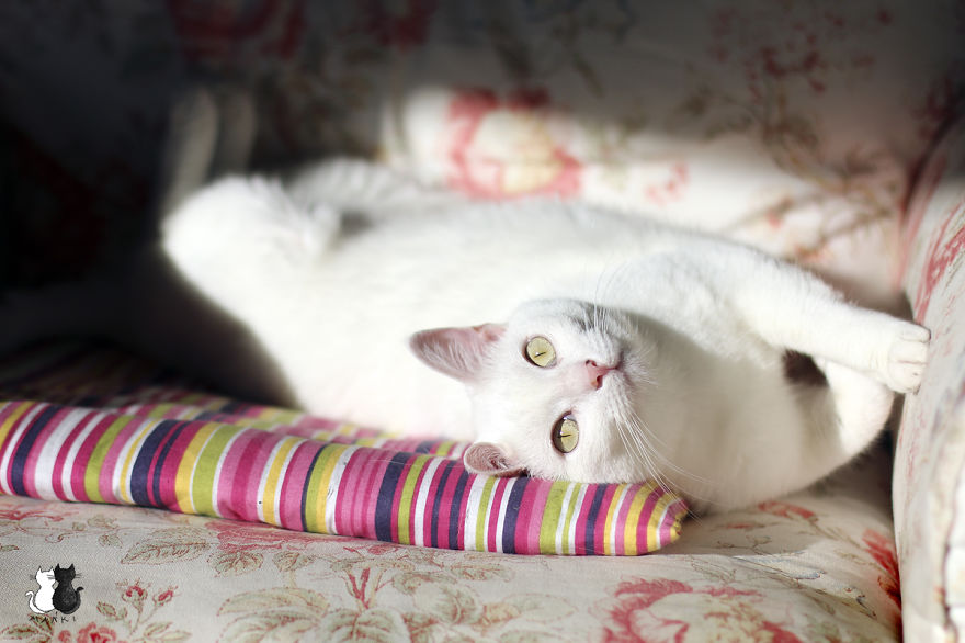 My Snow-White Cat Is My Favorite Model My Snow-White Cat Is My Favorite Model