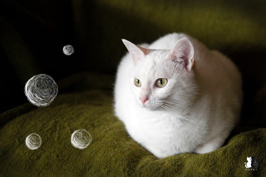 My Snow-White Cat Is My Favorite Model My Snow-White Cat Is My Favorite Model