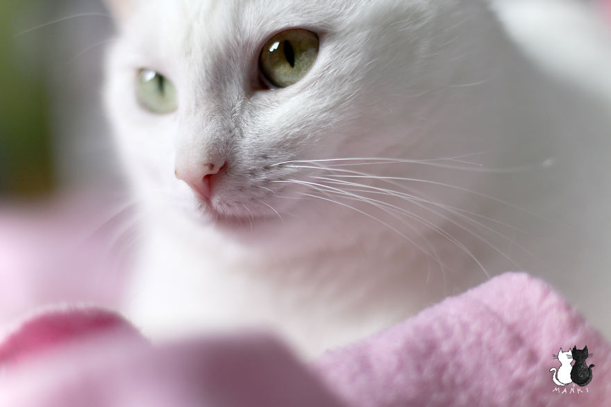 My Snow-White Cat Is My Favorite Model My Snow-White Cat Is My Favorite Model