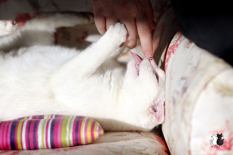 My Snow-White Cat Is My Favorite Model My Snow-White Cat Is My Favorite Model