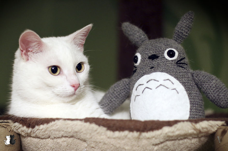 My Snow-White Cat Is My Favorite Model My Snow-White Cat Is My Favorite Model