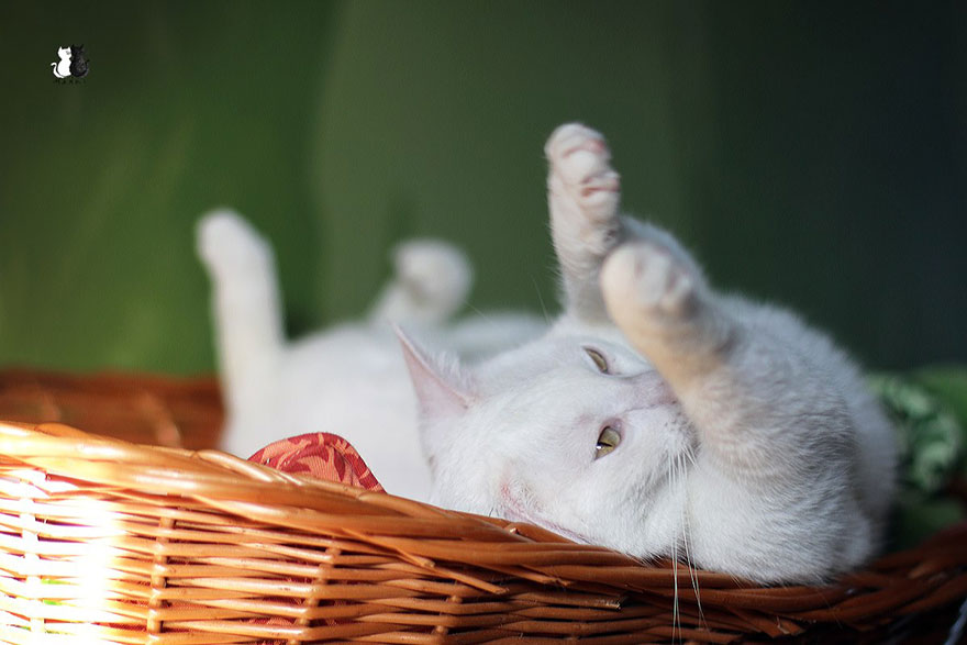 My Snow-White Cat Is My Favorite Model My Snow-White Cat Is My Favorite Model