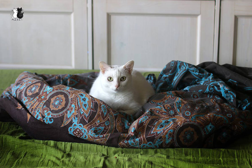 My Snow-White Cat Is My Favorite Model My Snow-White Cat Is My Favorite Model