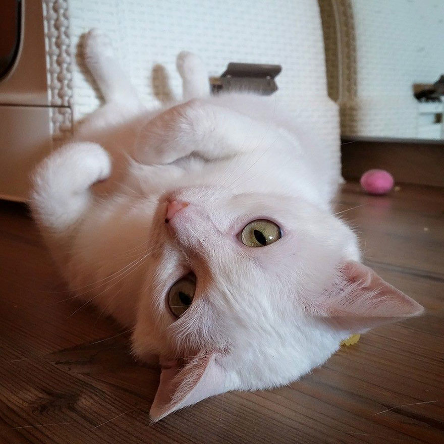 My Snow-White Cat Is My Favorite Model My Snow-White Cat Is My Favorite Model