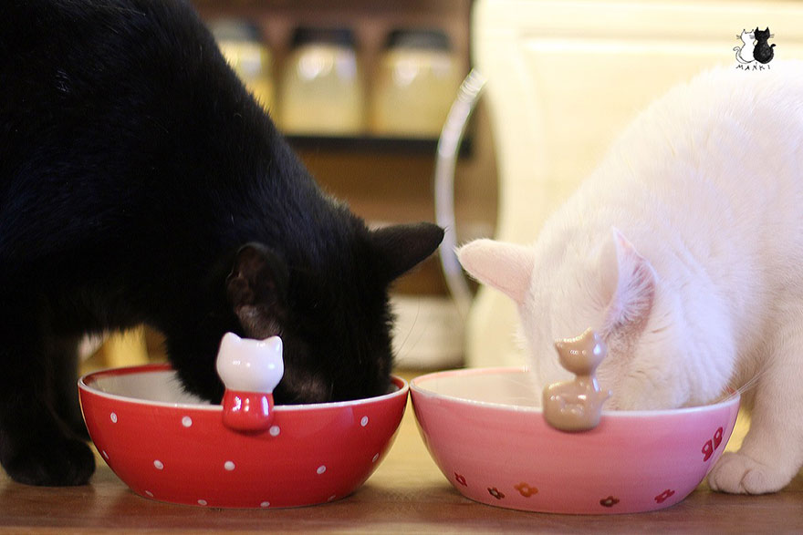 My Snow-White Cat Is My Favorite Model My Snow-White Cat Is My Favorite Model