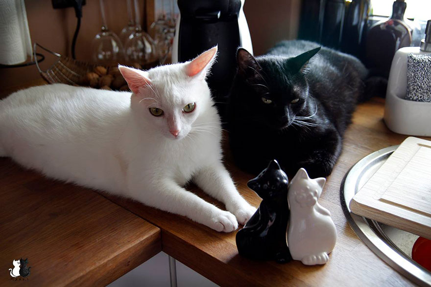 My Snow-White Cat Is My Favorite Model My Snow-White Cat Is My Favorite Model