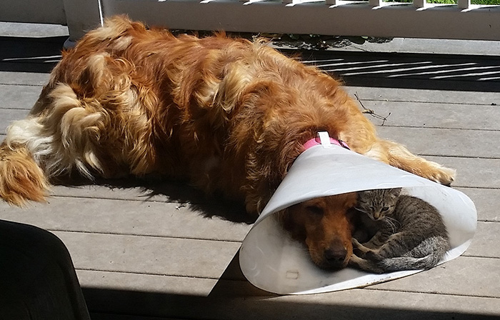 112 Pics Proving That Cats And Dogs Can Be Best Friends