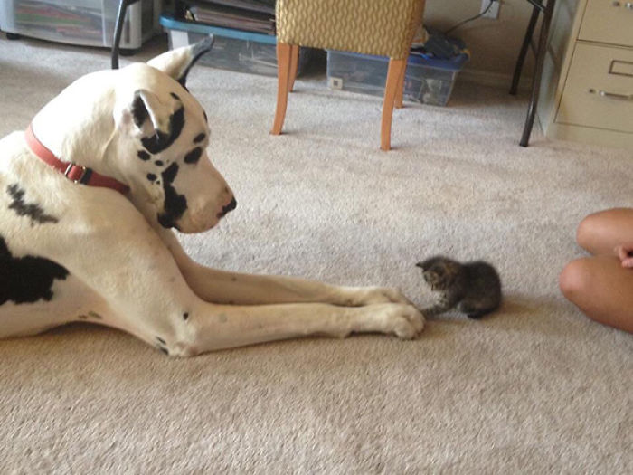 112 Pics Proving That Cats And Dogs Can Be Best Friends