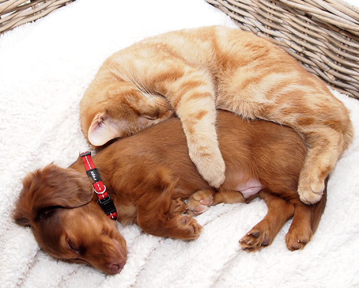 112 Pics Proving That Cats And Dogs Can Be Best Friends