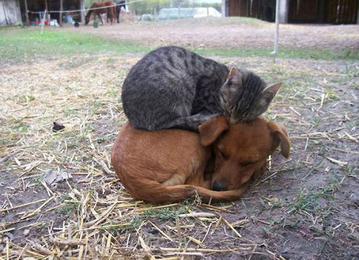 112 Pics Proving That Cats And Dogs Can Be Best Friends