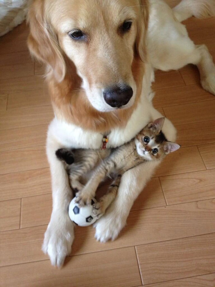 112 Pics Proving That Cats And Dogs Can Be Best Friends