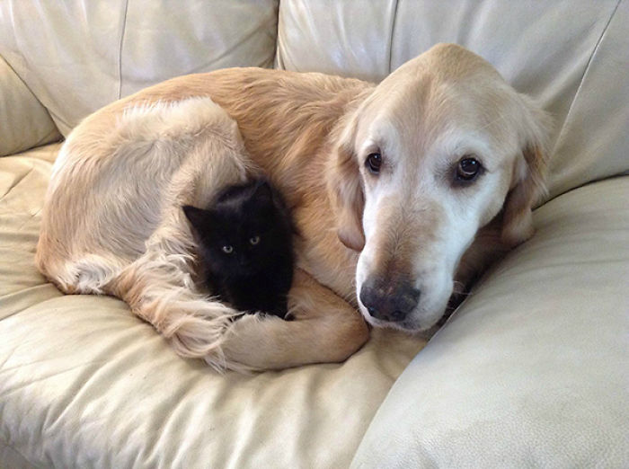 112 Pics Proving That Cats And Dogs Can Be Best Friends