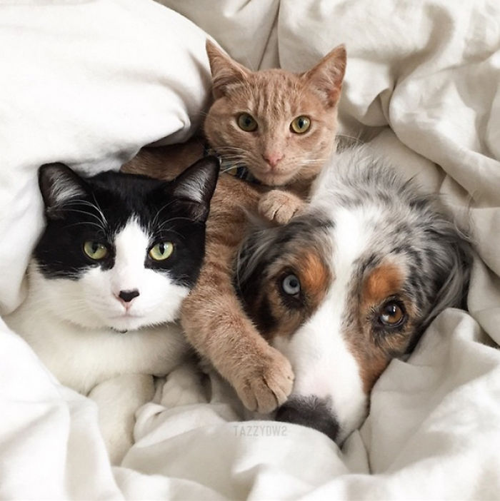 112 Pics Proving That Cats And Dogs Can Be Best Friends