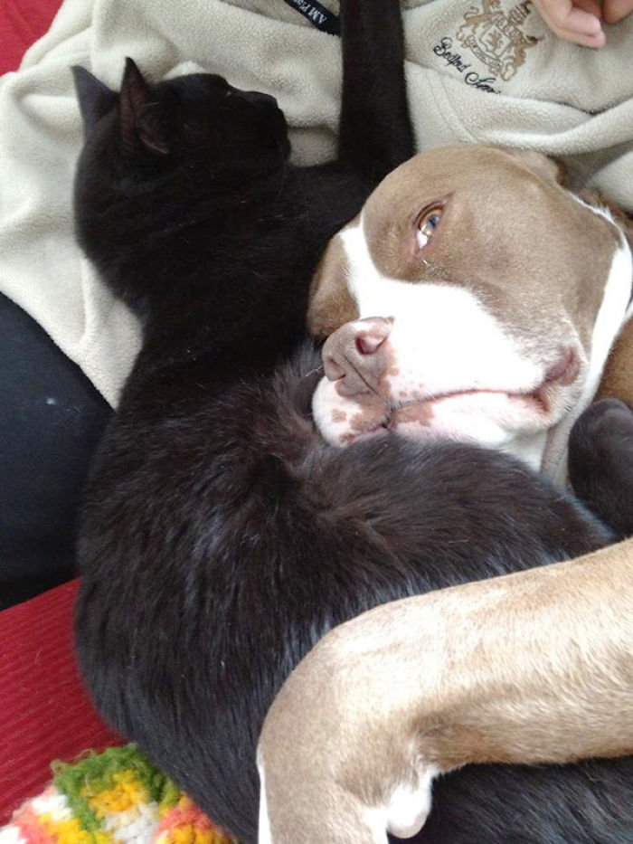 112 Pics Proving That Cats And Dogs Can Be Best Friends