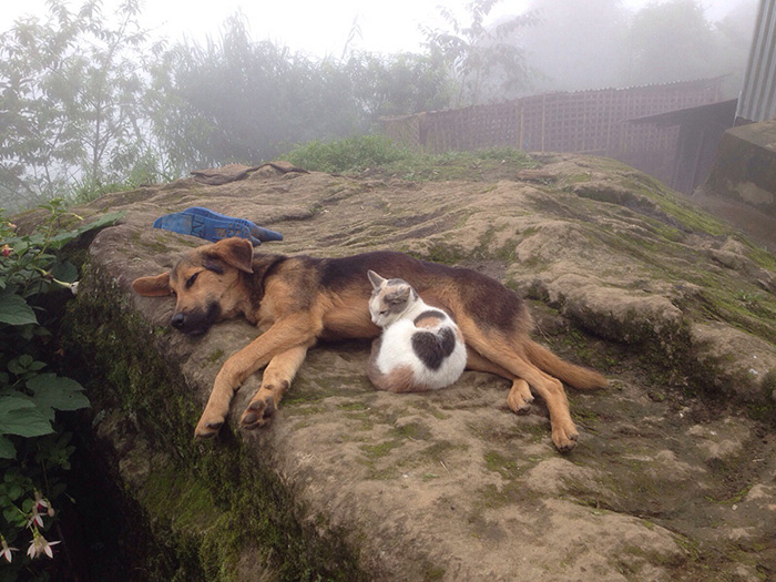 112 Pics Proving That Cats And Dogs Can Be Best Friends