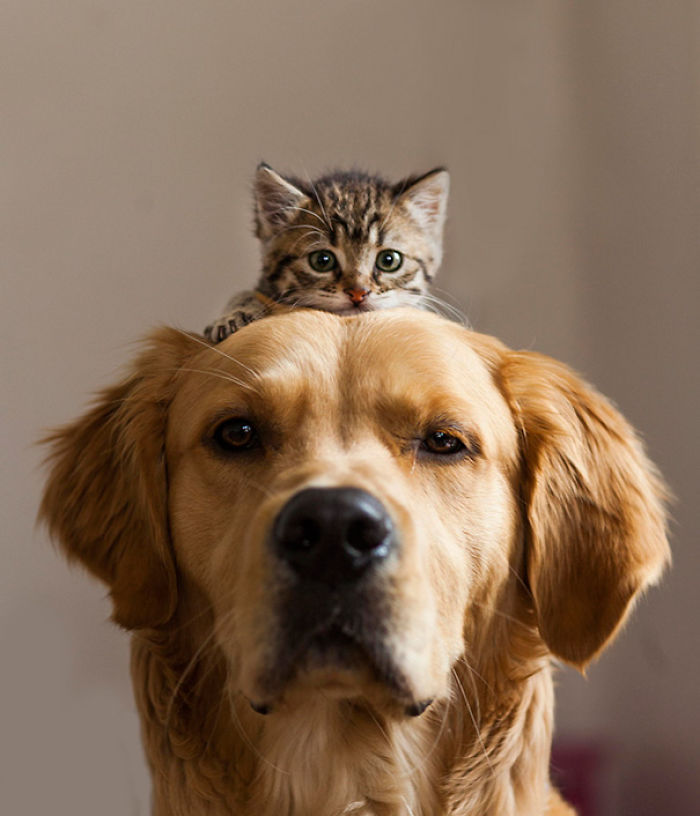 112 Pics Proving That Cats And Dogs Can Be Best Friends