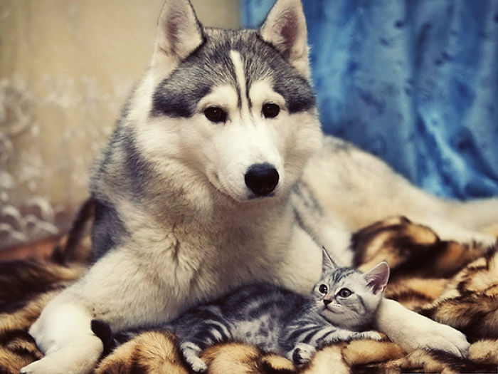 112 Pics Proving That Cats And Dogs Can Be Best Friends