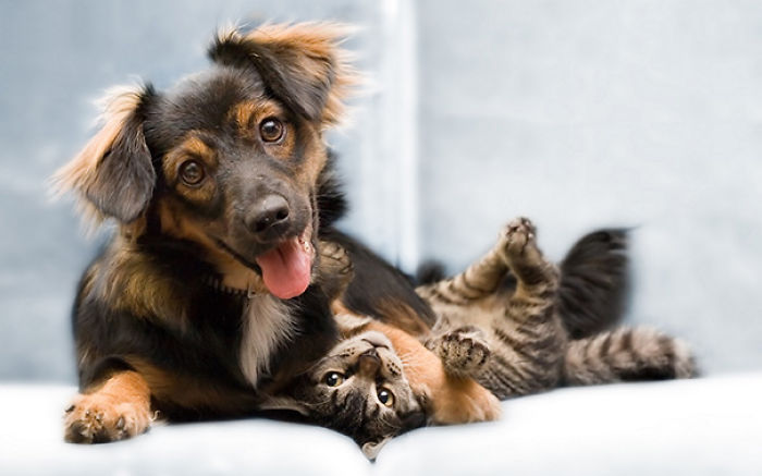 112 Pics Proving That Cats And Dogs Can Be Best Friends