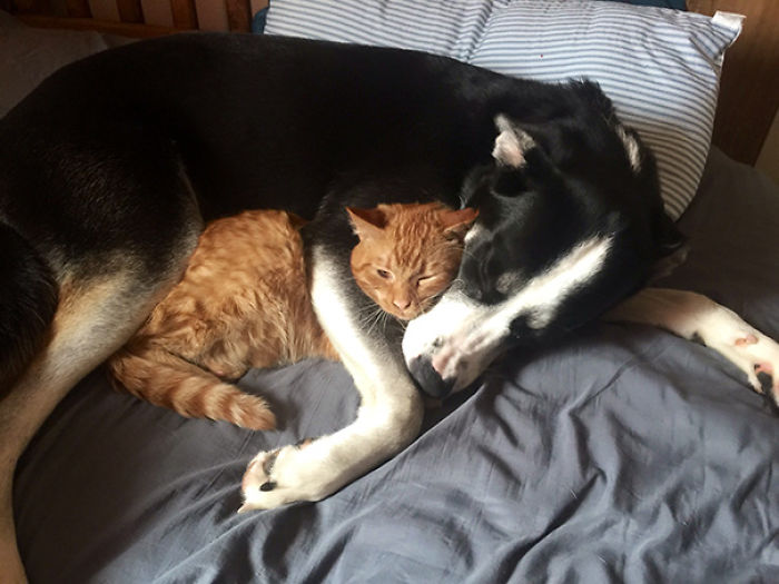 112 Pics Proving That Cats And Dogs Can Be Best Friends