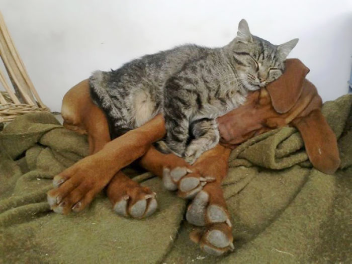 112 Pics Proving That Cats And Dogs Can Be Best Friends