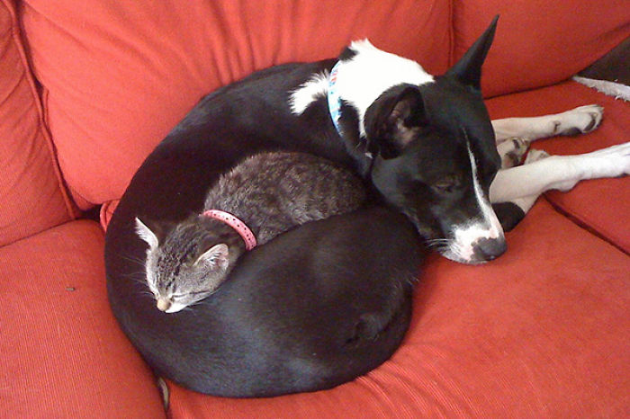 112 Pics Proving That Cats And Dogs Can Be Best Friends