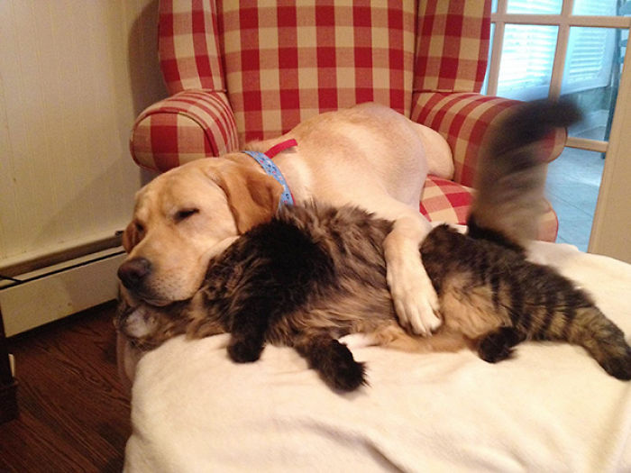 112 Pics Proving That Cats And Dogs Can Be Best Friends