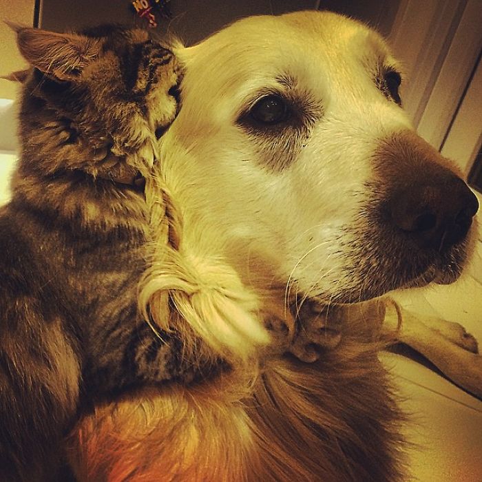 112 Pics Proving That Cats And Dogs Can Be Best Friends